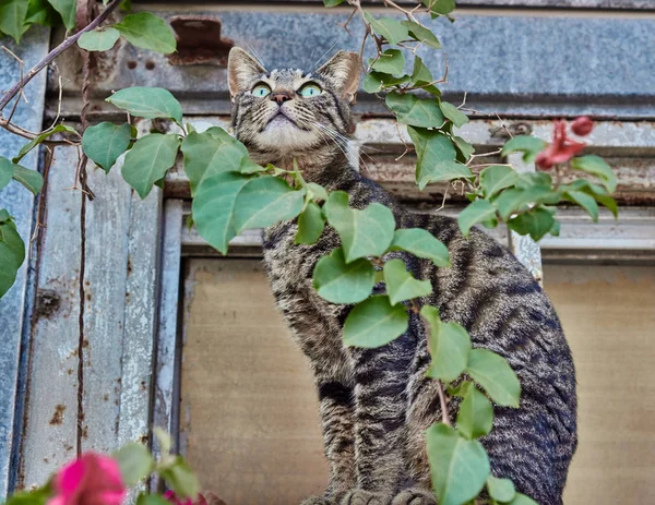 Gato cinza ao ar livre — Fotografia de Stock