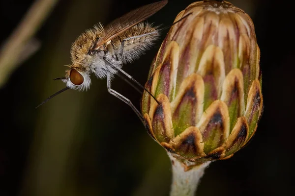 Mücke sitzt auf einer Blütenknospe — Stockfoto