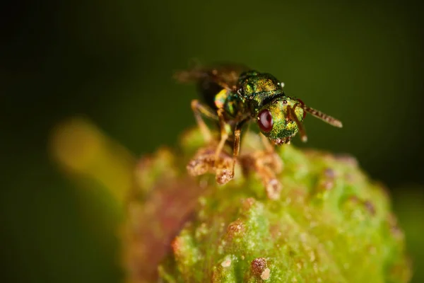 Mały zielony mucha siedzi na kwiat — Zdjęcie stockowe