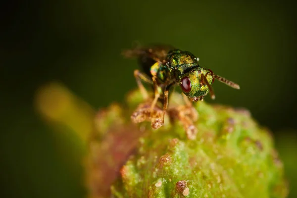 Kleine grüne Fliege sitzt auf einer Blume — Stockfoto