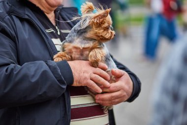 Yorkshire köpek ellerinde tutan adam
