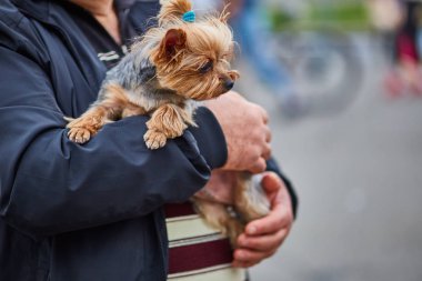 Yorkshire köpek ellerinde tutan adam