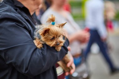 Yorkshire köpek ellerinde tutan adam