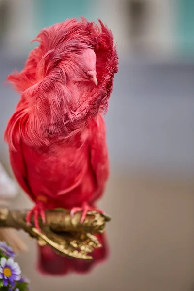 Pombos multicoloridos, um é diferente — Fotografia de Stock