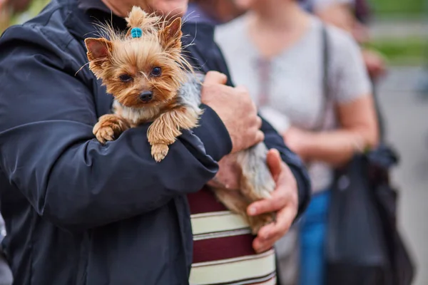 Yorkshire köpek ellerinde tutan adam