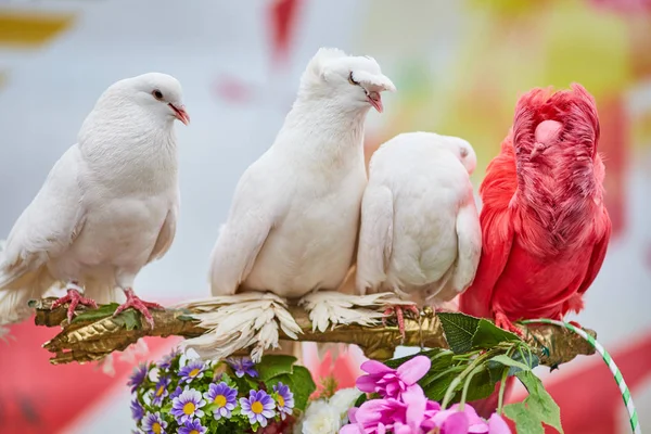 Multicolored pigeons, one is different — Stock Photo, Image