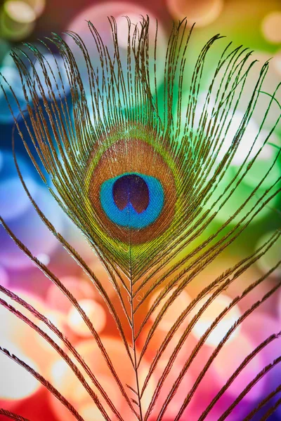 Pavão pena com uma macro fundo colorido — Fotografia de Stock