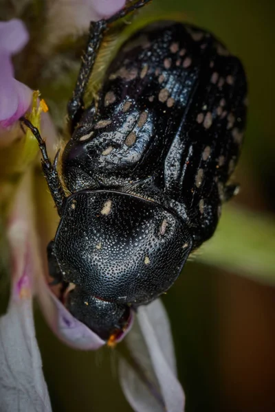 Scarabaeidae Cetoniine pequena flor comer inseto macro — Fotografia de Stock