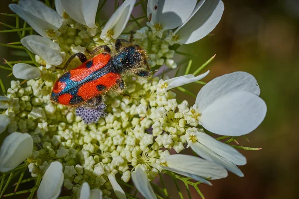 Bir bitki makro fotoğraf üzerinde oturan trichodes hata — Stok fotoğraf