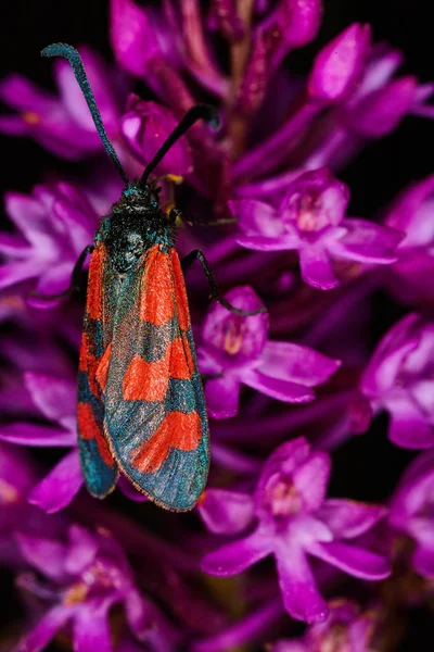 Zygaenidae böcek bir çiçek makro fotoğraf üzerine — Stok fotoğraf