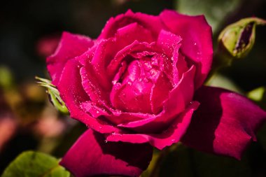 Üzerine sulu yağmur damlaları ile renkli gül