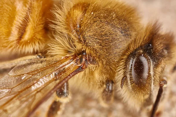 Očí a křídlo pracovní bee extrémní makro zblízka — Stock fotografie