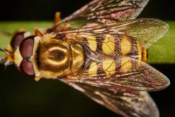 Iki hoverflys üzerinde yeşil bir bitki çiftleşme — Stok fotoğraf