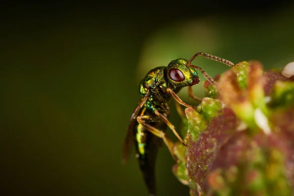 Маленькая зеленая муха сидит на цветке — стоковое фото