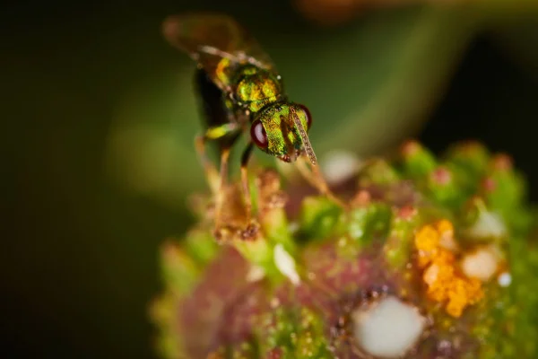 Liten grön fluga sitter på en blomma — Stockfoto