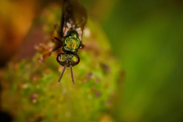 Μικρή πράσινη μύγα που κάθεται σε ένα λουλούδι — Φωτογραφία Αρχείου