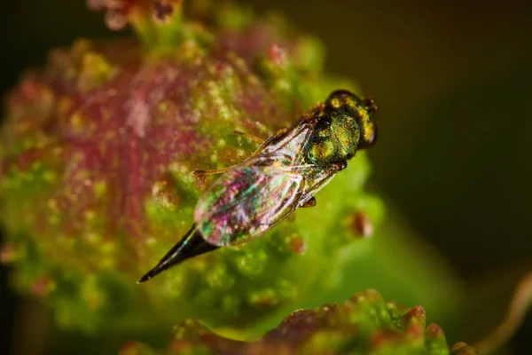 Pequena mosca verde sentado em uma flor — Fotografia de Stock