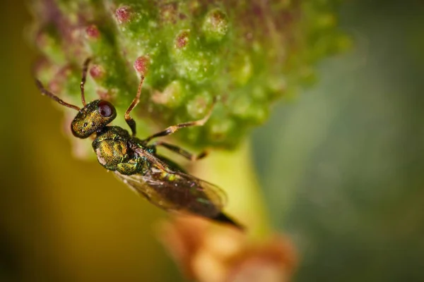 Kleine grüne Fliege sitzt auf einer Blume — Stockfoto