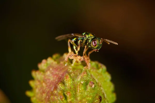 Bir çiçek üzerinde oturan küçük yeşil sinek — Stok fotoğraf