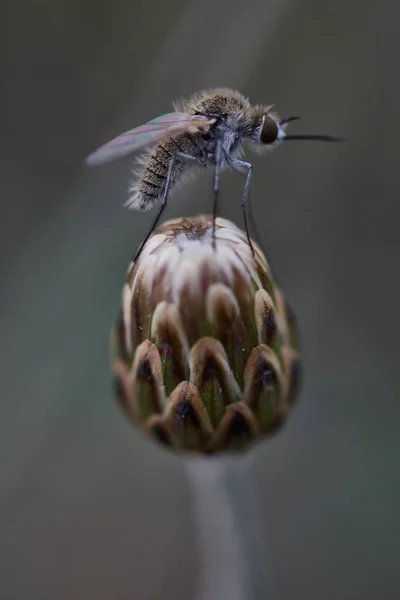 Mosquito sentado em um botão de flor — Fotografia de Stock