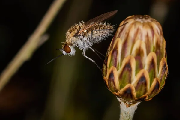 Komar siedzi na Kwiat pączek — Zdjęcie stockowe