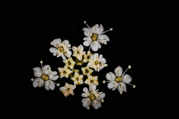 Flor branca da família apiaceae sobre fundo preto macro — Fotografia de Stock