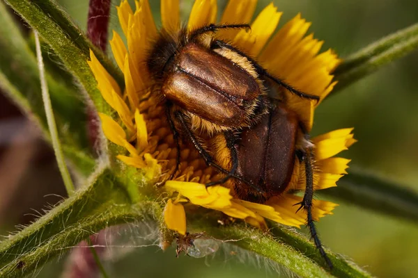 Пара насекомых-эулазий спариваются на макроснимке растения — стоковое фото