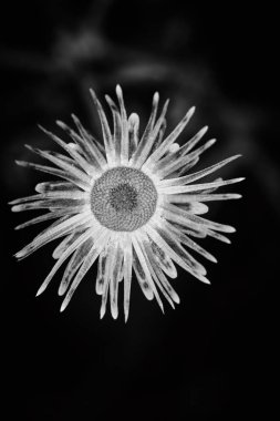 Kuru bitki dramatik makro görünümü kapatın