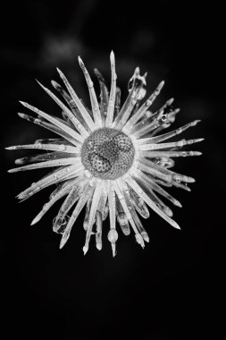 Kuru bitki dramatik makro yağmur damlalarıyla yakın görünüm