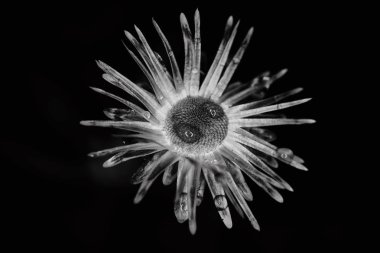 Kuru bitki dramatik makro yağmur damlalarıyla yakın görünüm