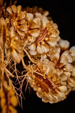 Kuru bitki dramatik makro yağmur damlalarıyla yakın görünüm
