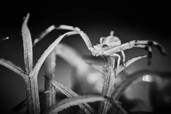 Philodromidae spider horror style extreme macro photo — Stock Photo, Image