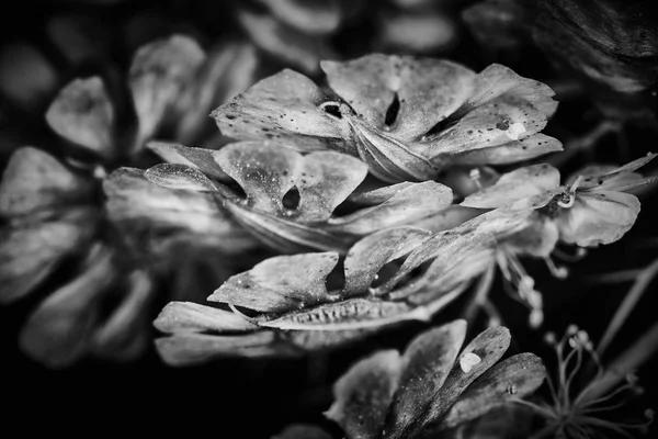 Dry plant dramatic macro close up view with raindrops — Stock Photo, Image