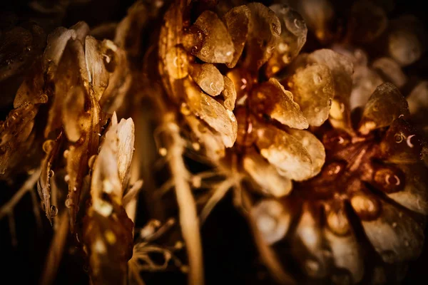 Dry plant dramatic macro close up view with raindrops — Stock Photo, Image