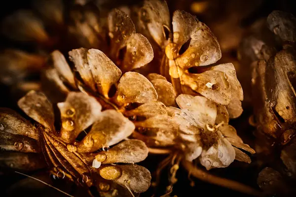 Dry plant dramatic macro close up view with raindrops — Stock Photo, Image