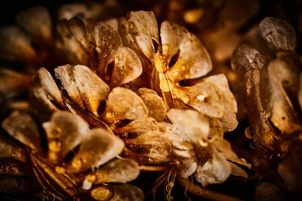 Dry plant dramatic macro close up view with raindrops — Stock Photo, Image