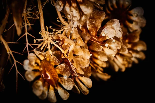 Dry plant dramatic macro close up view with raindrops — Stock Photo, Image