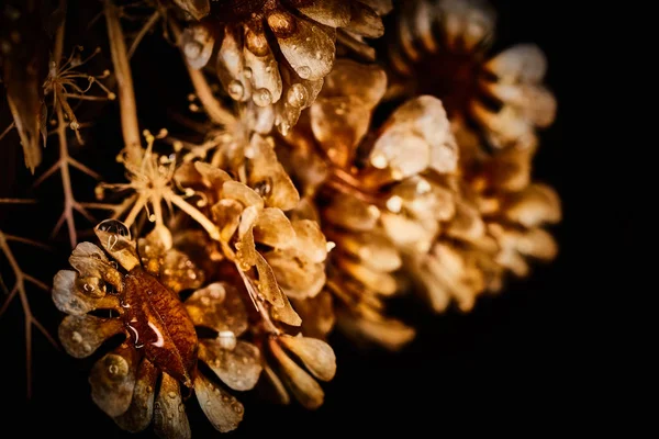 Dry plant dramatic macro close up view with raindrops — Stock Photo, Image