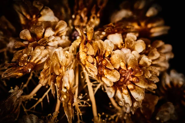 Dry plant dramatic macro close up view with raindrops — Stock Photo, Image