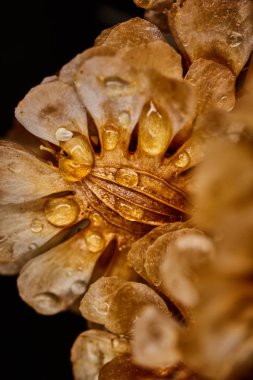 Kuru bitki dramatik makro yağmur damlalarıyla yakın görünüm