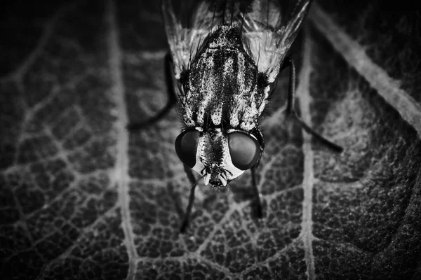Yaprak arka plan ile sinek gözlerin aşırı makro — Stok fotoğraf