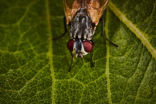 Extremes Makro von Fliegenaugen mit Blatthintergrund — Stockfoto