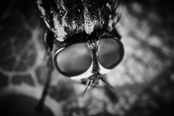 Macro extrême des yeux de mouche avec fond de feuille — Photo