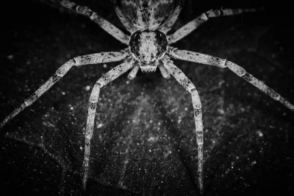 Philodromidae örümcek korku tarzı aşırı makro fotoğraf — Stok fotoğraf