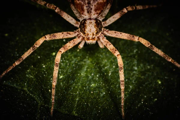 Philodromidae spider horror stijl extreme macro foto — Stockfoto