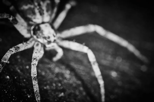 Philodromidae pająk horror stylu ekstremalnych makro Fotografia — Zdjęcie stockowe