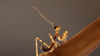 Işık, makro görüntüleri 1080 p akşam içinde genç mantis