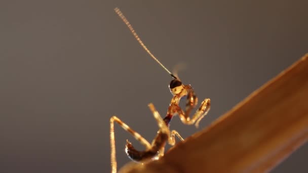 Joven mantis a la luz de la noche, metraje macro 1080p — Vídeo de stock