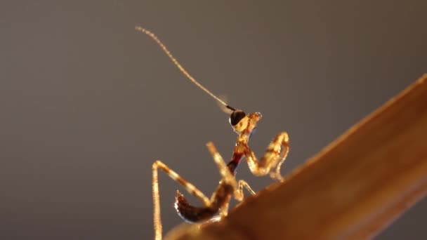 Unga mantis i kväll ljus, makro bilder 1080p — Stockvideo