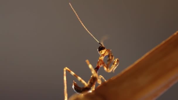 Joven mantis a la luz de la noche, metraje macro 1080p — Vídeo de stock